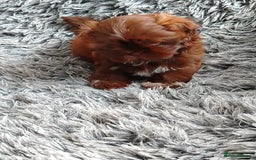 Shih Tzu dogs for sale: Imperial shi tzu babies  - Image 12