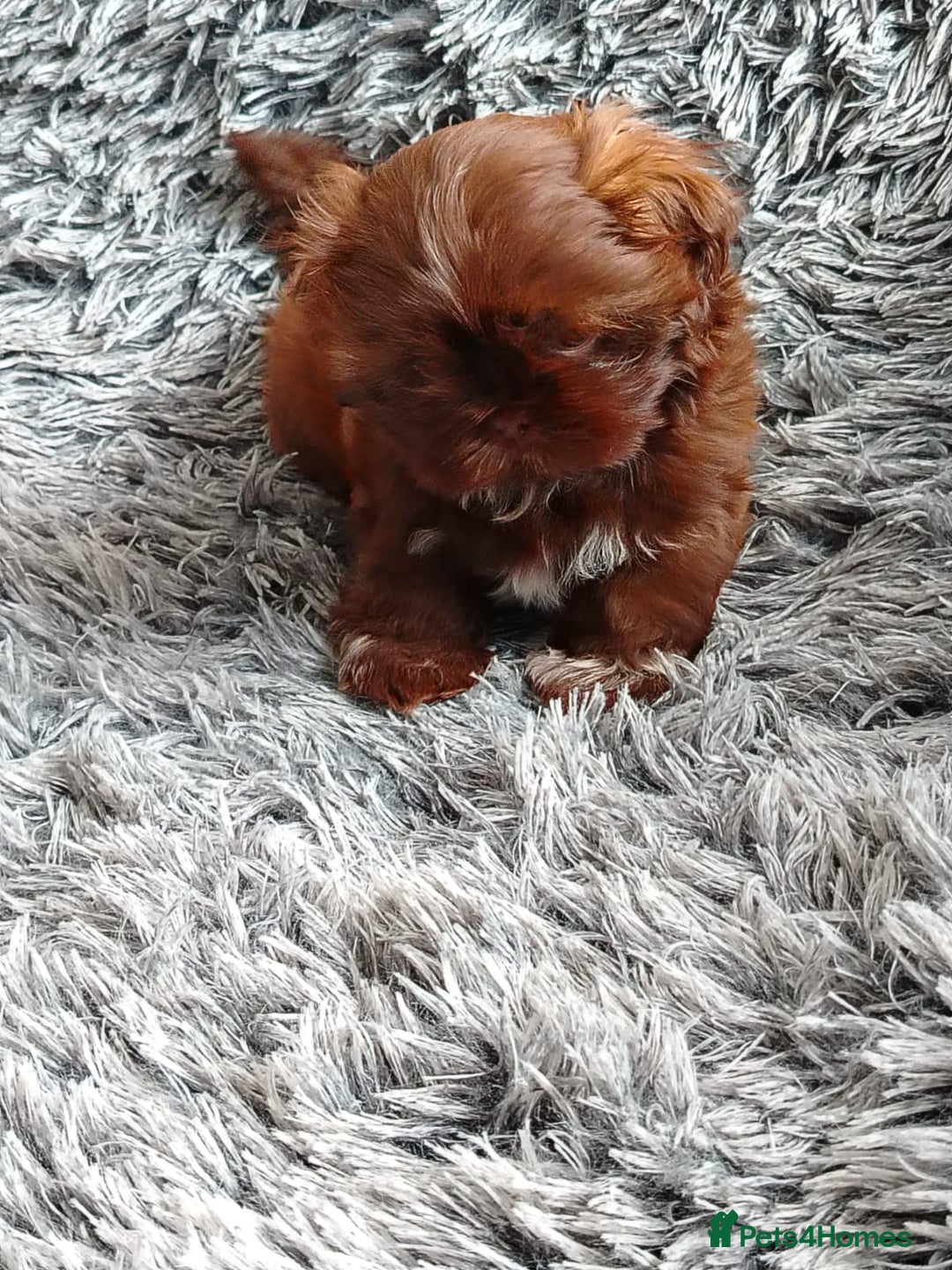 Shih Tzu dogs for sale: Imperial shi tzu babies  - Image 12