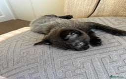American Shorthair cats for sale: British short haired kitten  - Image 10
