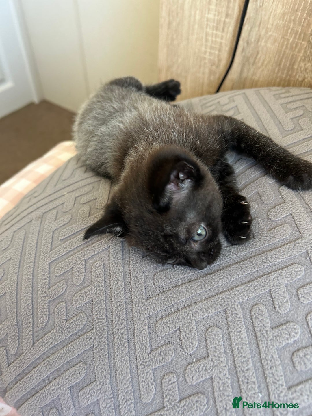 American Shorthair cats for sale: British short haired kitten  - Image 10