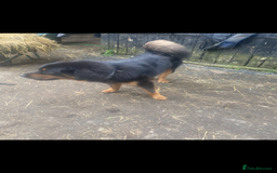 Mixed Breed dogs for sale: German shepherd cross Tibetan mastiff - Image 11