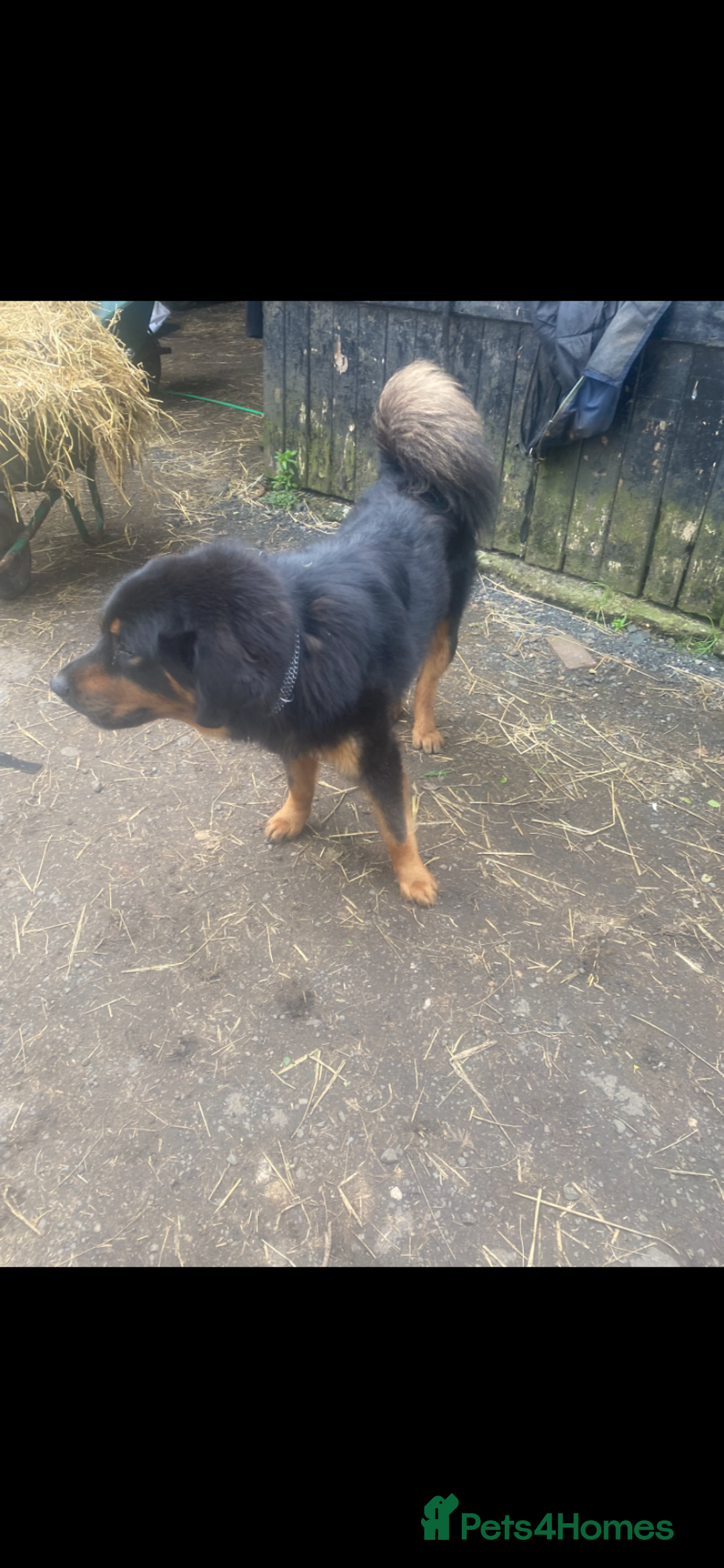 Mixed Breed dogs for sale: German shepherd cross Tibetan mastiff - Image 11