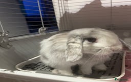 Mini Lop rabbits for sale: Mini lop rabbit  - Image 2