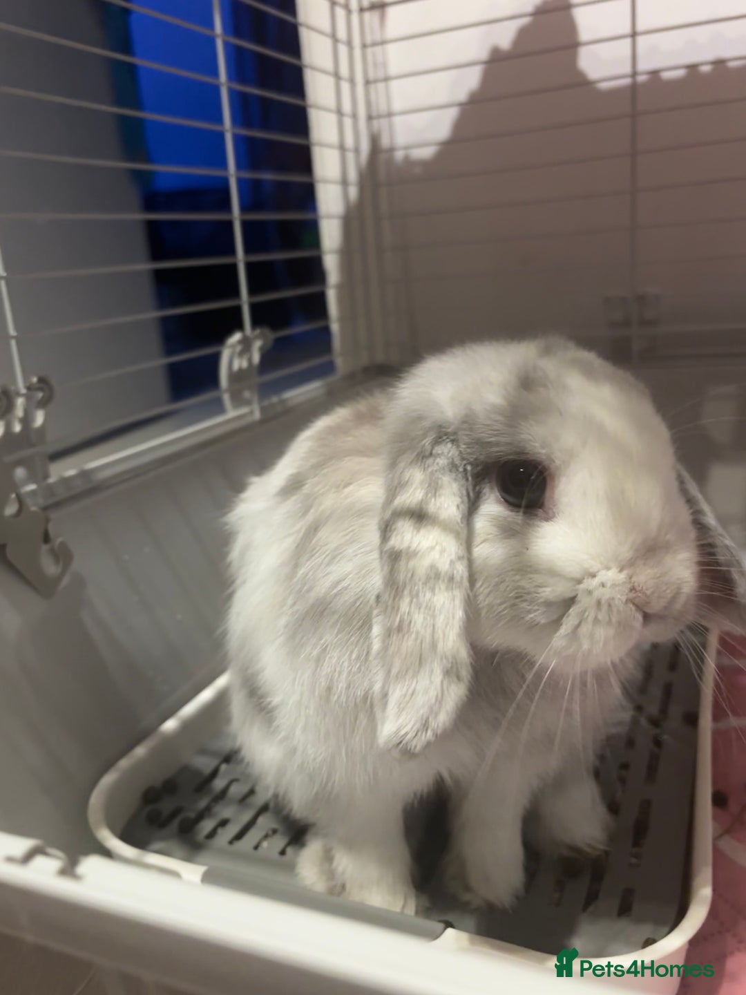 Mini Lop rabbits for sale: Mini lop rabbit  - Image 2