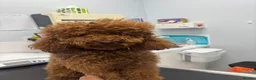 Miniature Poodle dogs for stud: Teddy  KC registered DNA checked miniature poodle  - Advert 2