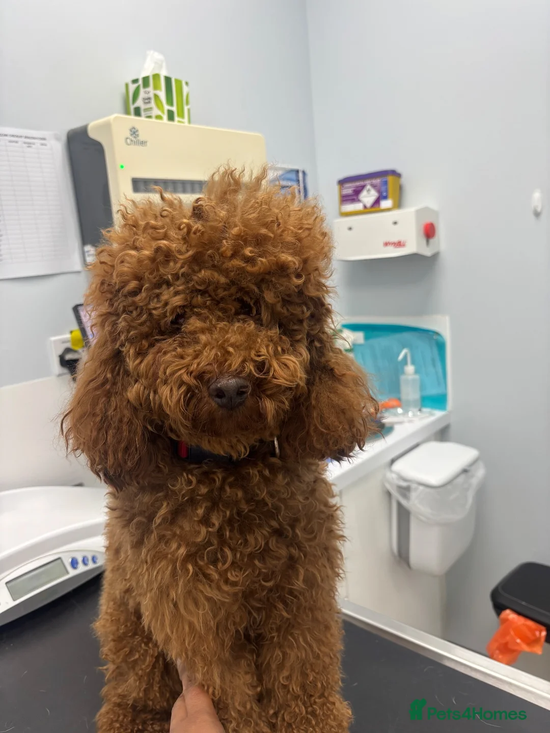 Miniature Poodle dogs for stud: Teddy  KC registered DNA checked miniature poodle  - Advert 2