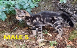 Mixed Breed cats for sale: Maine Coon X Kittens  in Coventry - Image 13