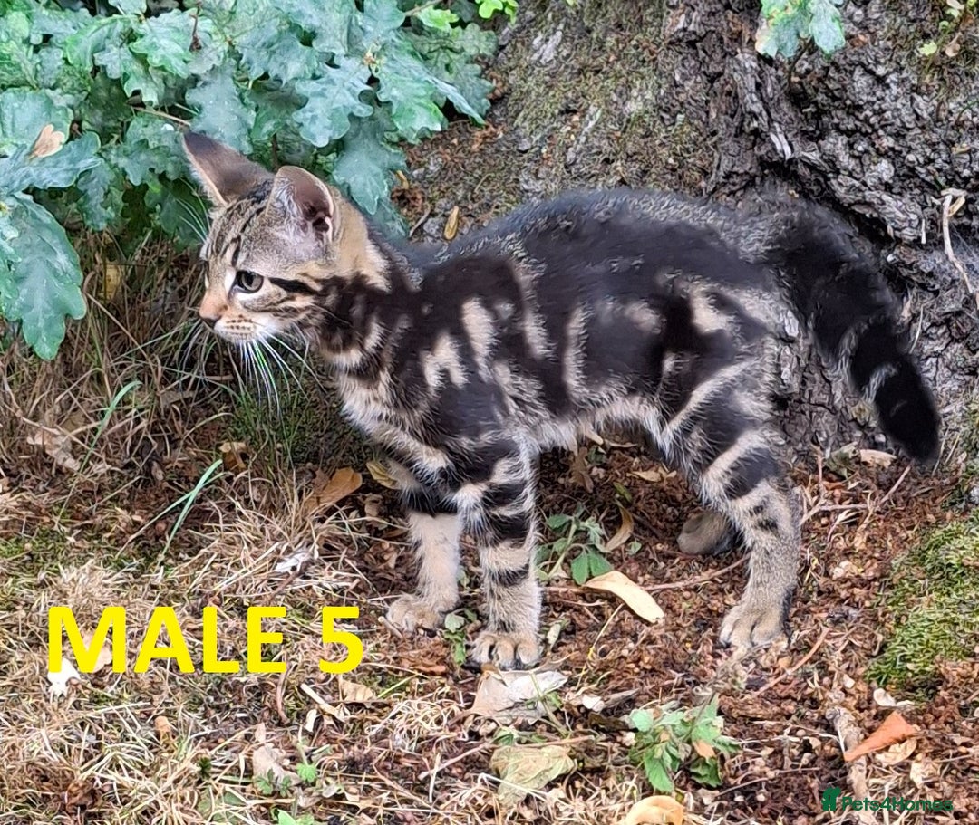 Mixed Breed cats for sale: Maine Coon X Kittens  in Coventry - Image 13