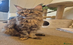Maine Coon cats for sale: Pedigree MC girl  - Image 3