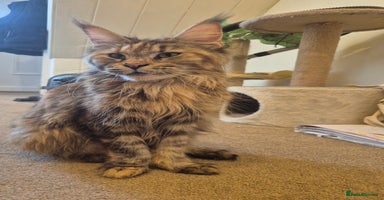 Maine Coon cats - Advert 7
