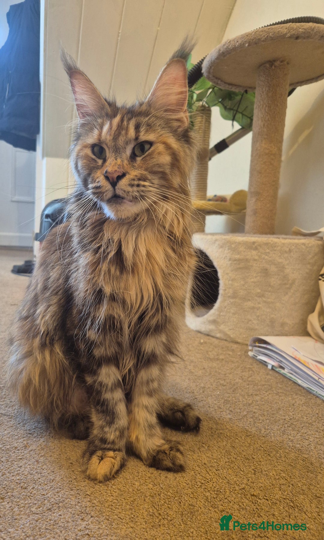 Maine Coon cats for sale: Pedigree MC girl  - Image 3