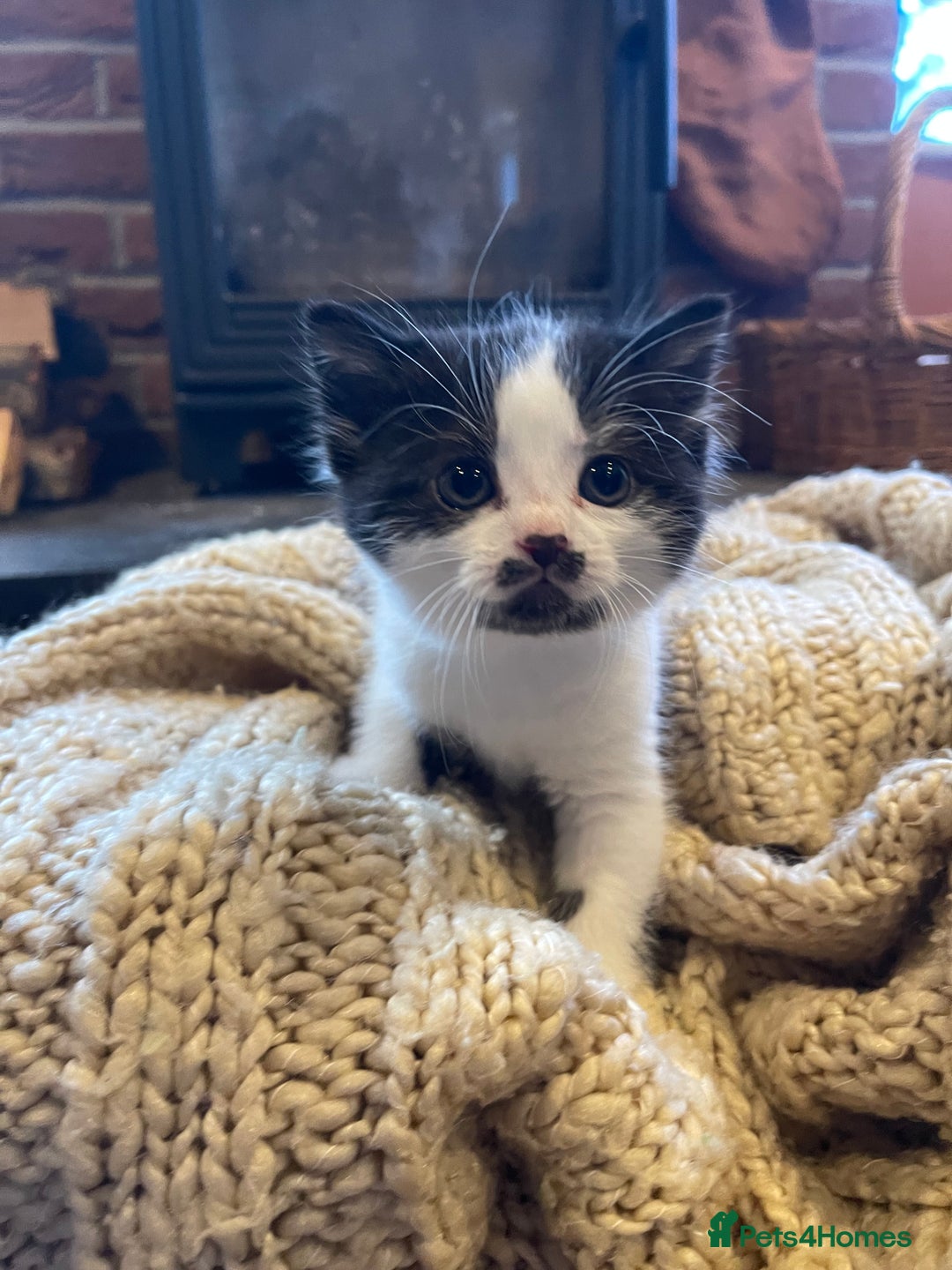 Domestic Shorthair cats for sale: Black & white kittens ready mid jan.  - Advert 10