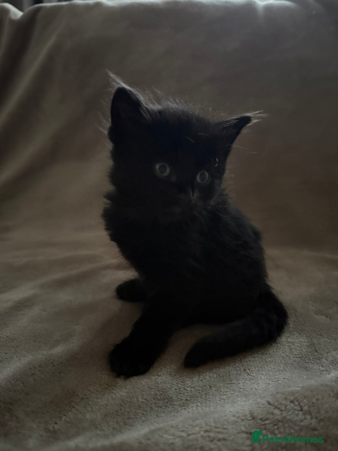 Maine Coon cats for sale: Maine coon x Russian Blue - Image 18