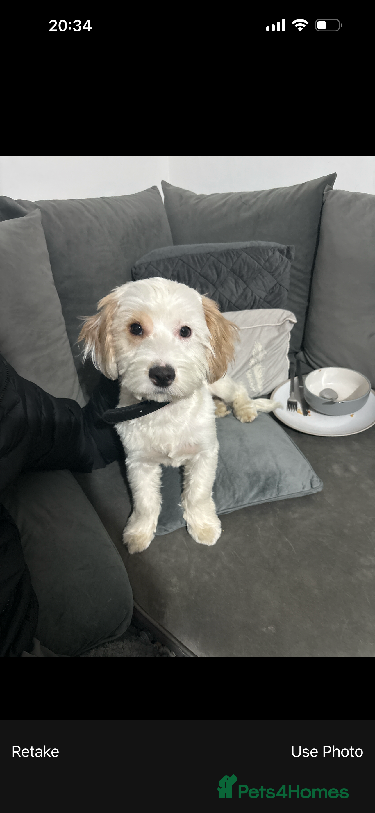 Mixed Breed dogs Puppy  - Advert 17