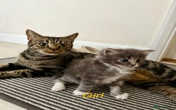 Mixed Breed cats for sale: Adorable kittens  - Image 1