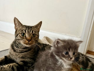 Mixed Breed cats for sale - Advert 1