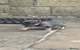 French Bulldog dogs for sale: miniature French bulldog carrying fluffy isabella - Image 3