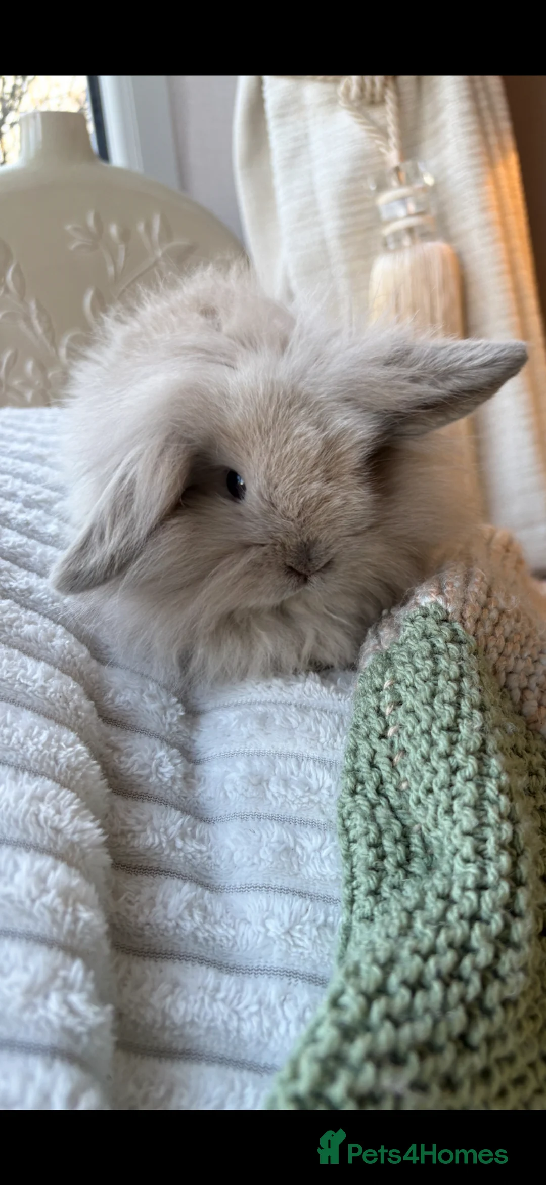 Mini Lion Lop rabbits for sale: Beautiful little mini lion lop baby bunny rabbits  - Advert 1
