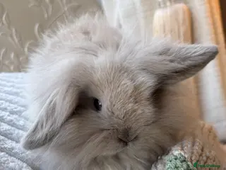 Mini Lion Lop rabbits for sale: Beautiful little mini lion lop baby bunny rabbits - Advert 4