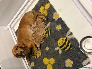 Cocker Spaniel dogs Working Cocker Spaniel - Advert 3