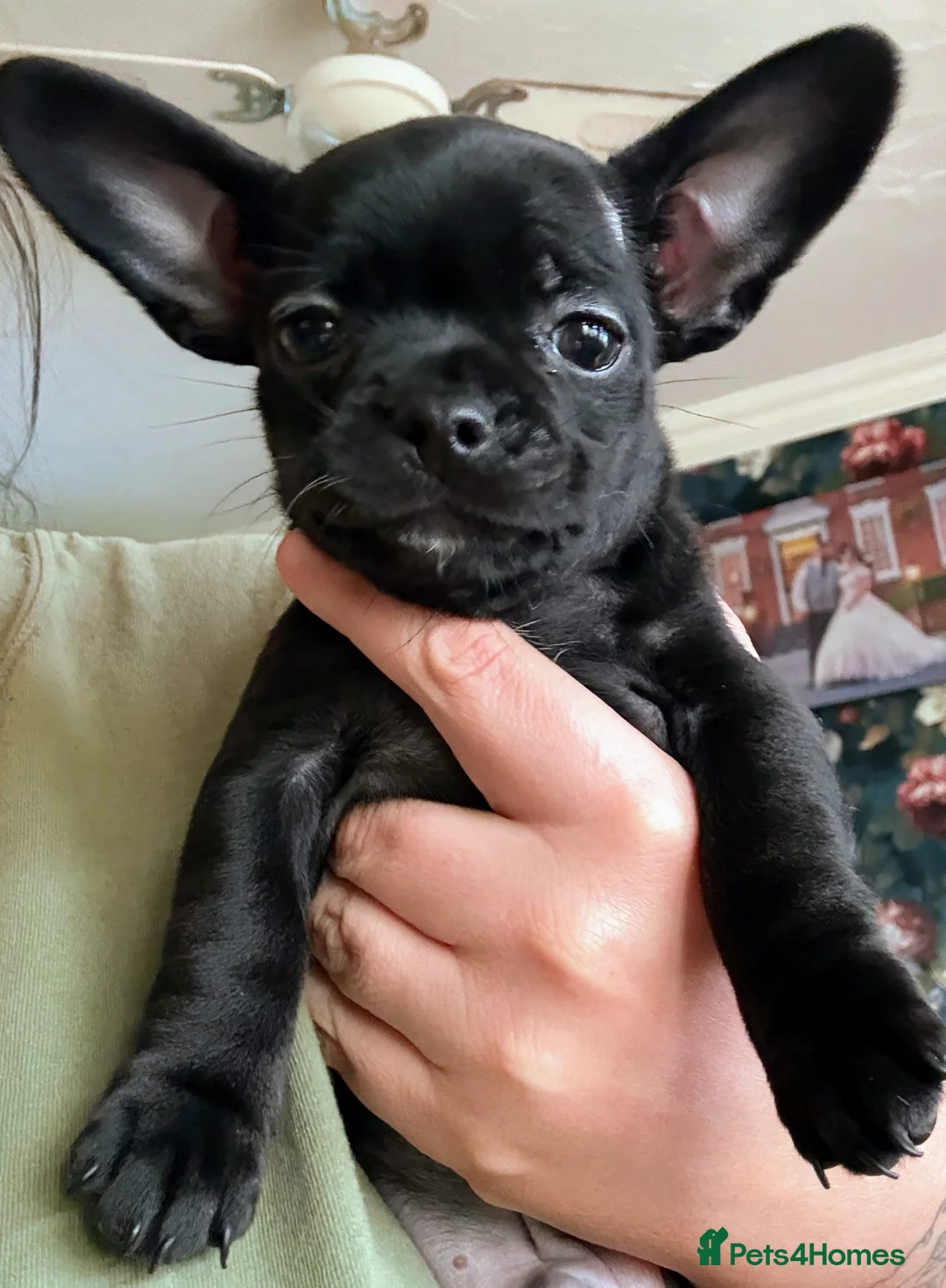 Mixed Breed dogs for sale: Chihuahua x French bulldog puppies - Advert 5