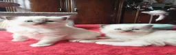 Ragdoll cats for sale: kittens - Advert 1