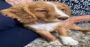 Cocker Spaniel dogs - Advert 12