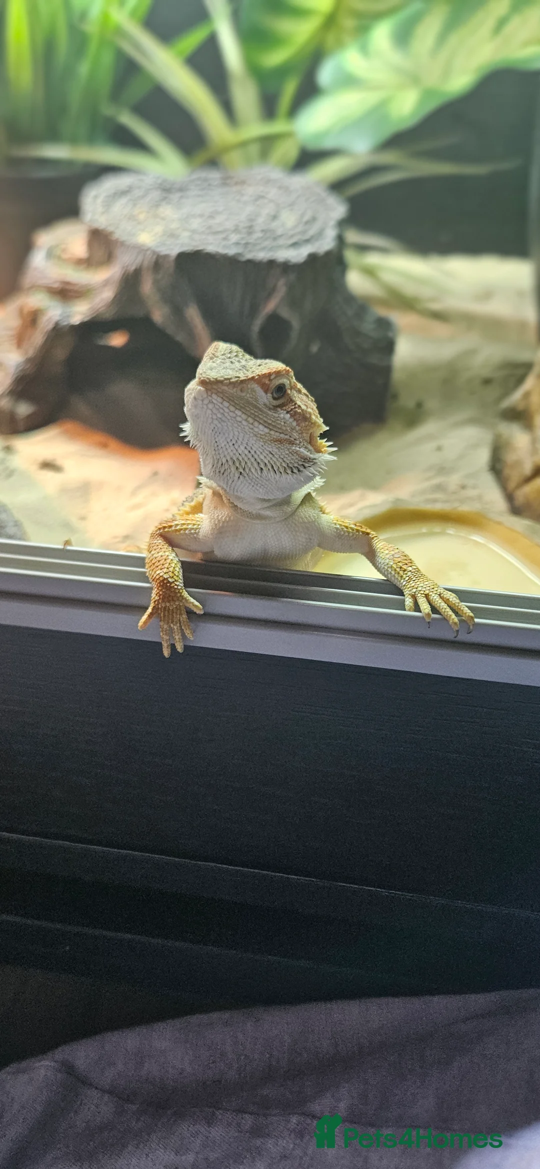 Bearded Dragon reptiles for sale: Bearded dragon & setup  - Advert 1