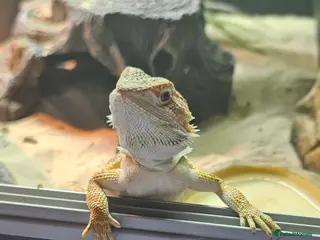 Bearded Dragon reptiles Bearded dragon & setup - Advert 1