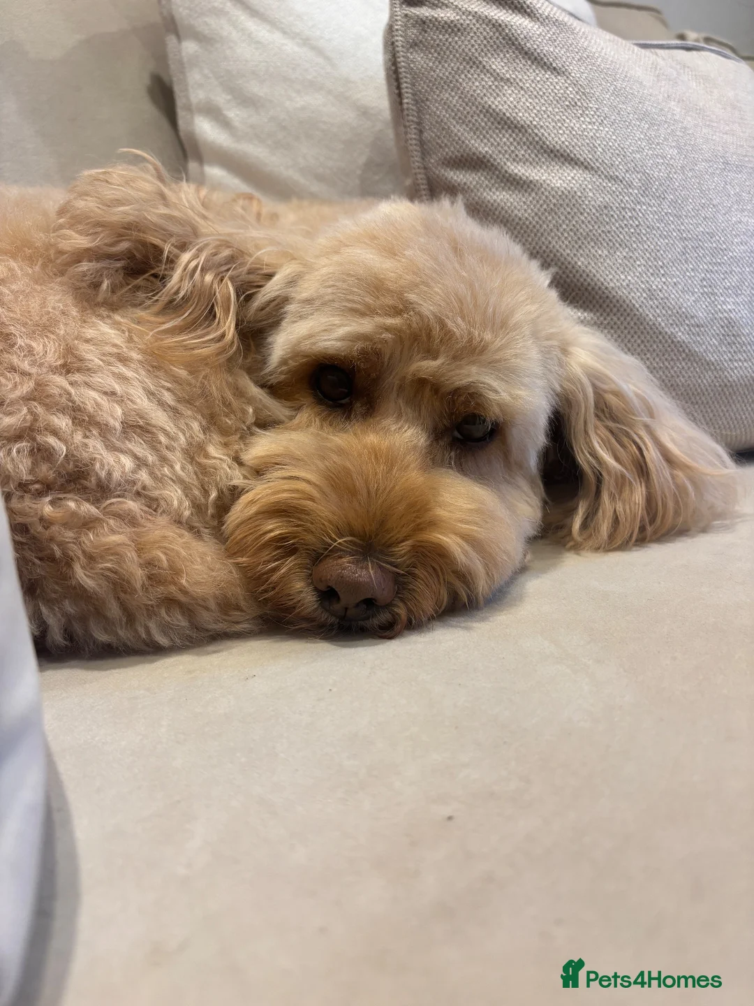 Cavapoo dogs for sale: Apricot female Cavapoo 9 years old in Westerham - Advert 1