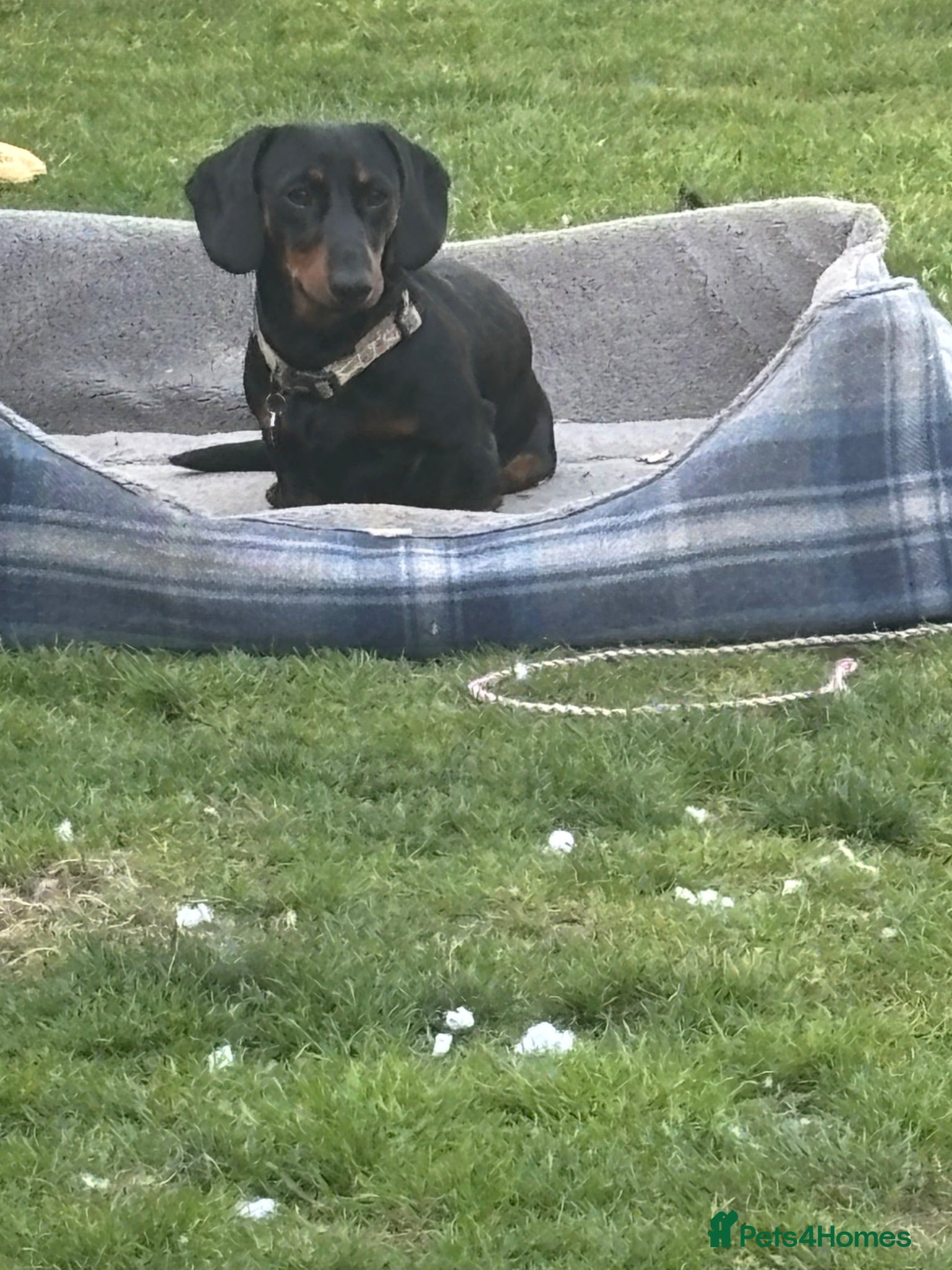 Dachshund dogs Miniature Male Dachshunds  - Advert 2
