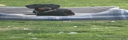 Dachshund dogs for sale: Miniature Male Dachshunds  in Pontefract - Advert 1
