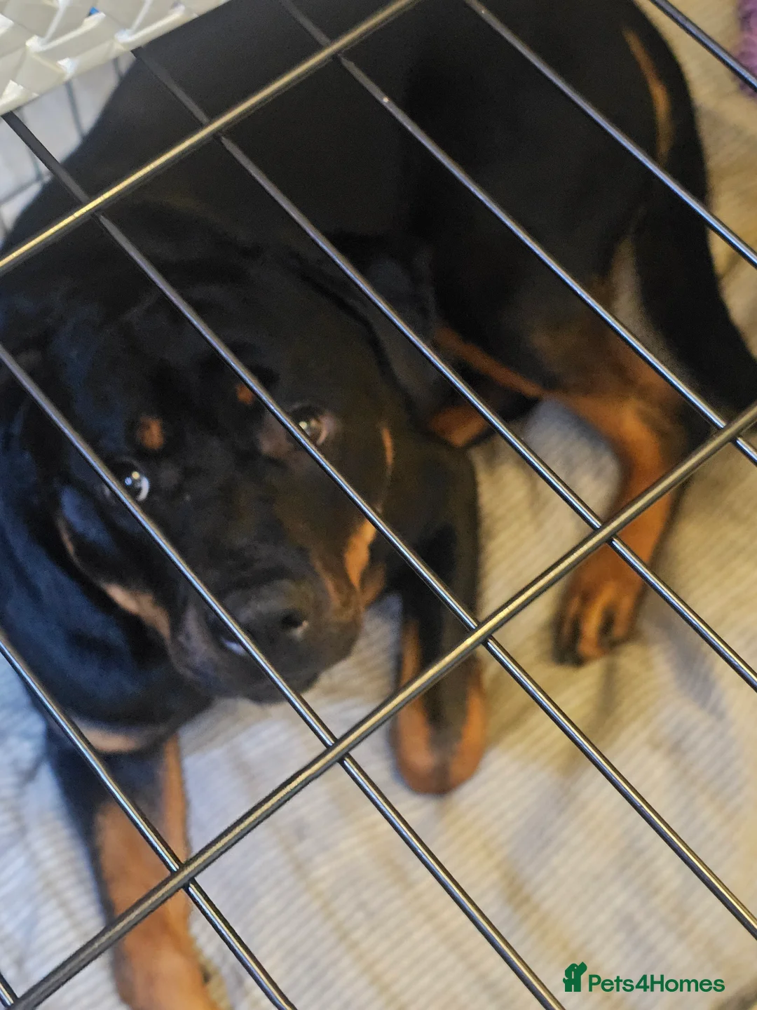 Rottweiler dogs for sale: 11 month male rottweiler  in Solihull - Advert 3