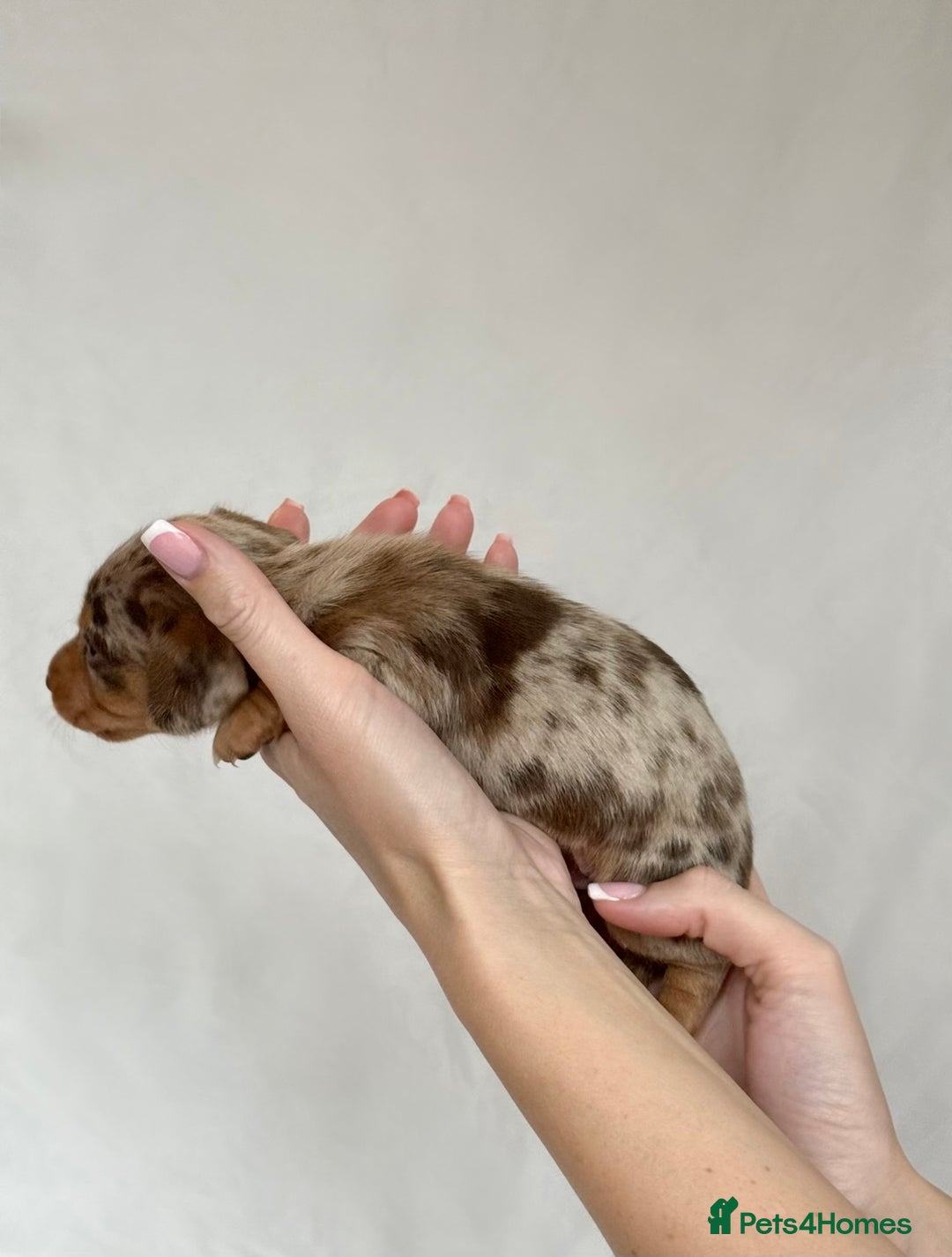 Miniature Dachshund dogs for sale: Miniature Dachshunds Puppies PRA Clear, KC Reg - Image 12