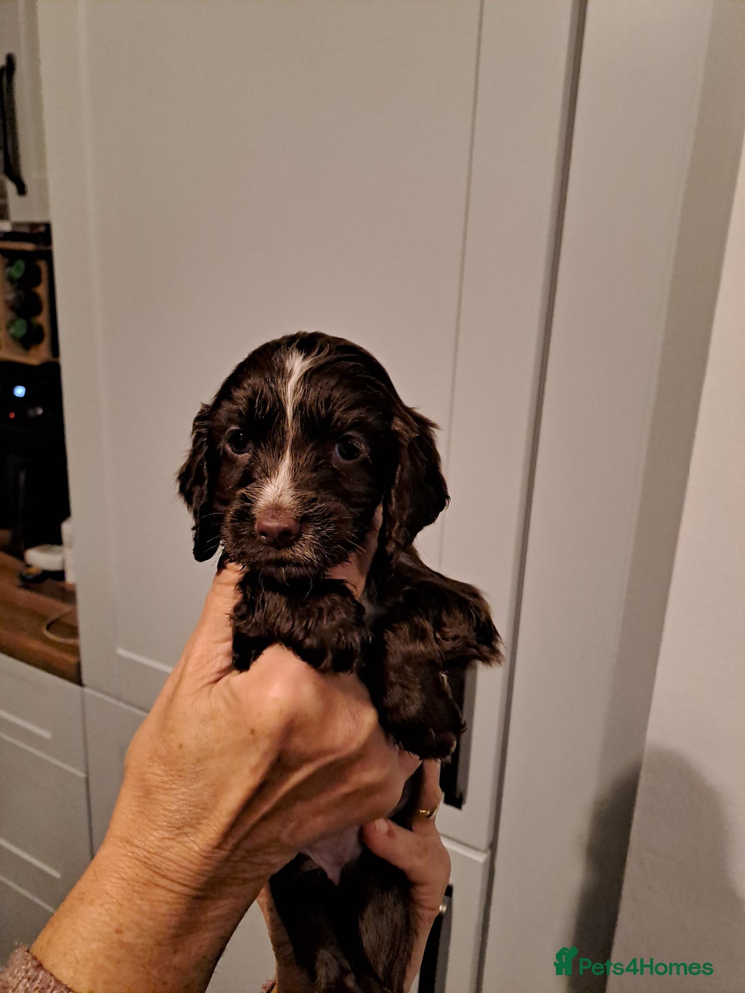 Cocker Spaniel dogs for sale: Cocker spaniel pups - Advert 8