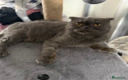 Scottish Fold cats for sale: 5 beautiful Scottish fold kittens  - Advert 12
