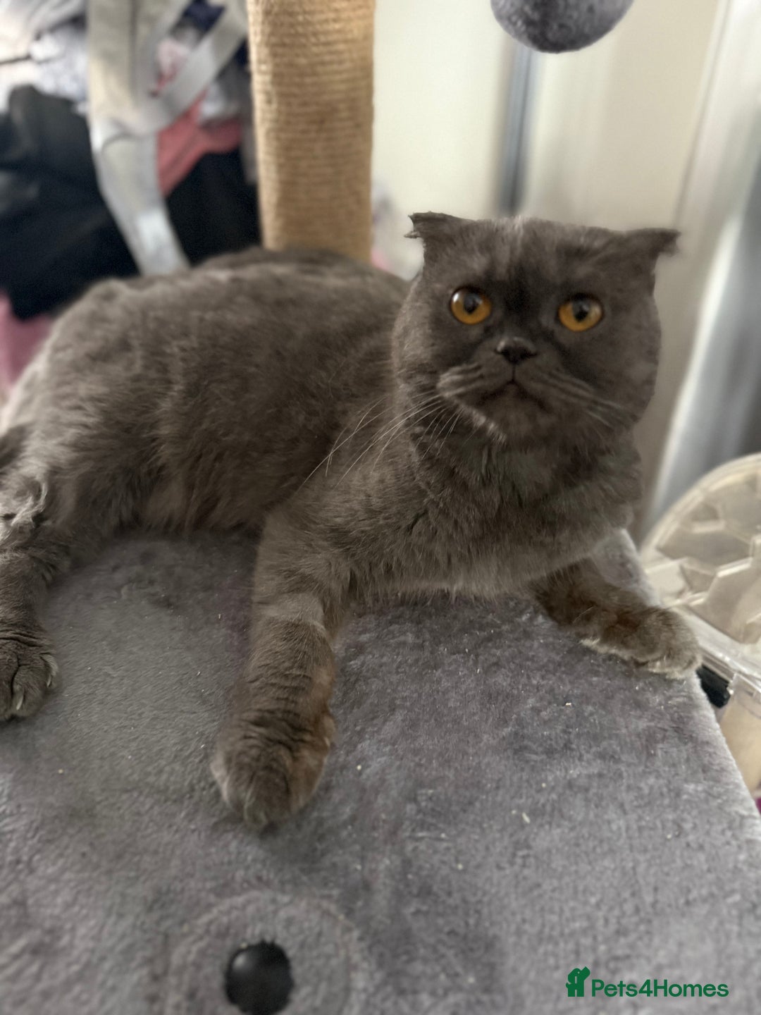 Scottish Fold cats for sale: 5 beautiful Scottish fold kittens  - Advert 12