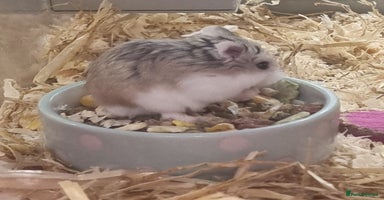 Hamster rodents - Advert 3
