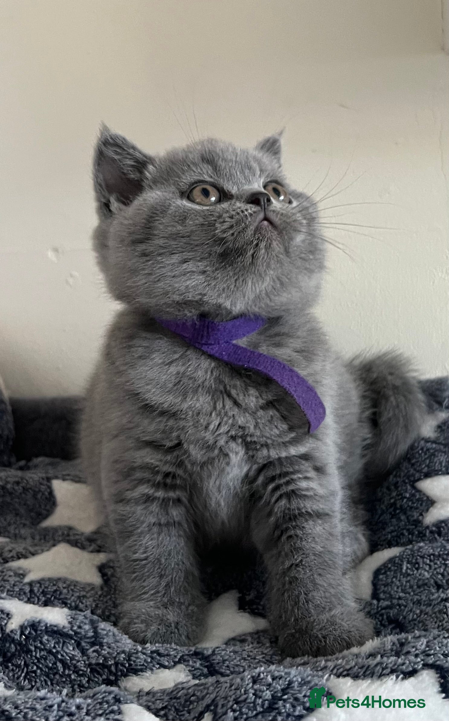 British Shorthair cats 🏆Exceptional GCCF Registered BSH Kittens - Advert 2