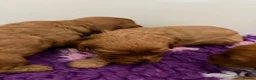 Cavapoo dogs for sale: Dark red F1 cavapoo pups  - Advert 5