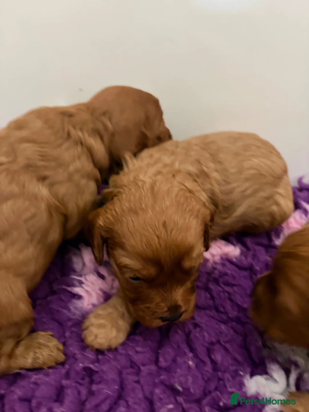 Cavapoo dogs for sale: Dark red F1 cavapoo pups  - Advert 5