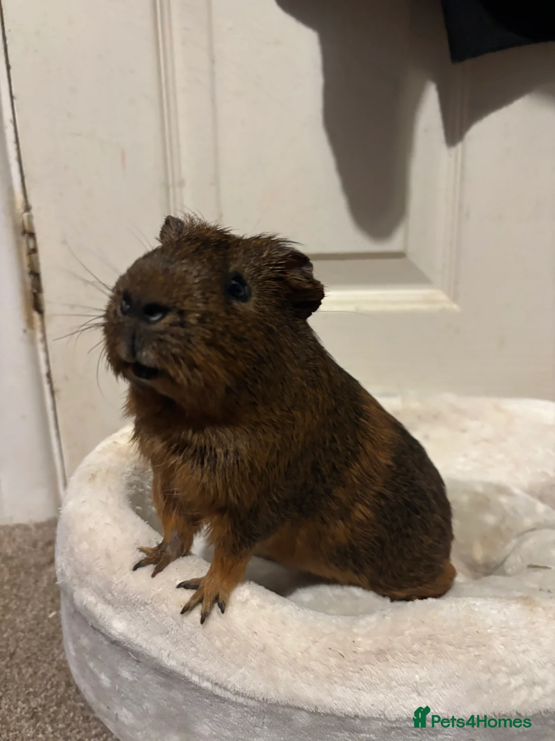Guinea Pig rodents for sale: Male guinea pig  - Advert 1