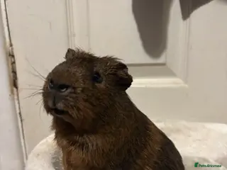 Guinea Pig rodents Male guinea pig - Advert 1