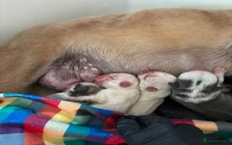 French Bulldog dogs for sale: Kc registered French bulldogs  - Image 3