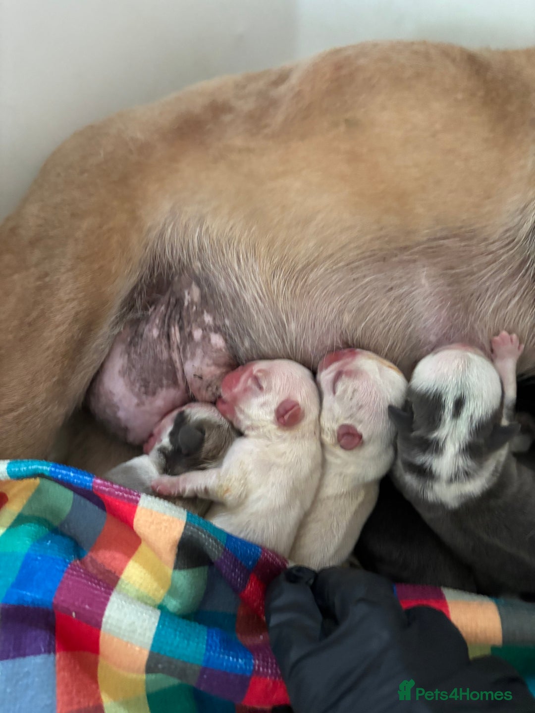 French Bulldog dogs for sale: Kc registered French bulldogs  - Image 3