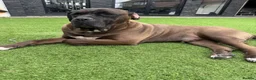 Cane Corso dogs for sale: Male Cane Corso - Advert 2