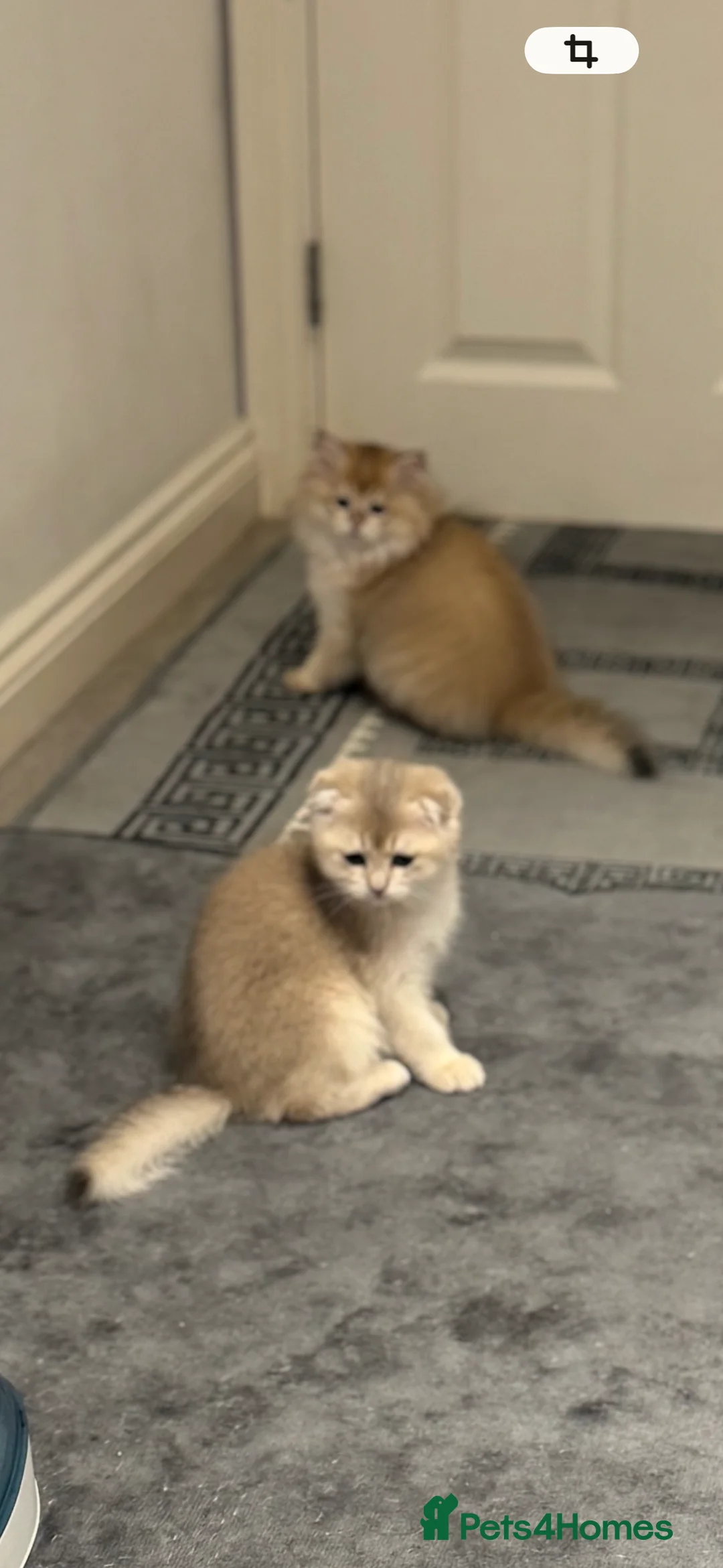 Scottish Fold cats for sale: Scottish Fold and Straight purebreds Kittens - Advert 2