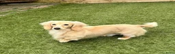 Miniature Dachshund dogs for sale: MINIATURE DACHSHUND PUPPIES - Advert 7