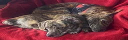 Mixed Breed dogs for adoption: Little Indie is still waiting for a forever home - Advert 4