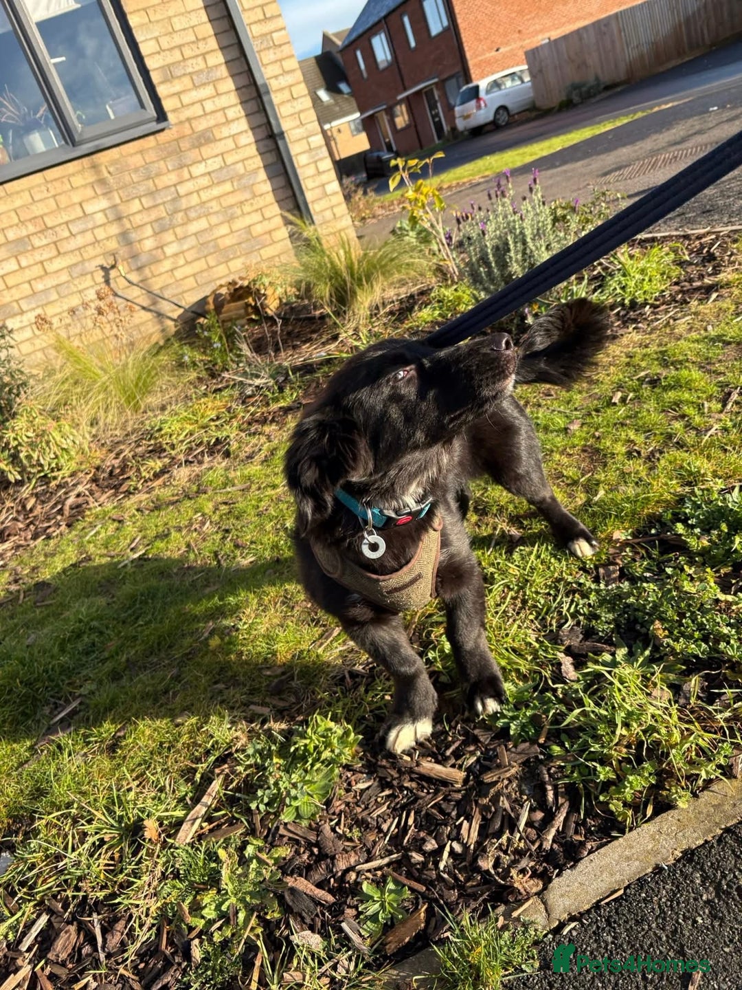Mixed Breed dogs for adoption: Star 🌟 Norwich Norfolk  - Advert 9